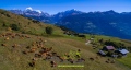 Troupeau vaches en montagne